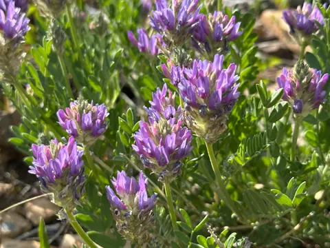 Astragalus laxmannii (Astragalus laxmannii)