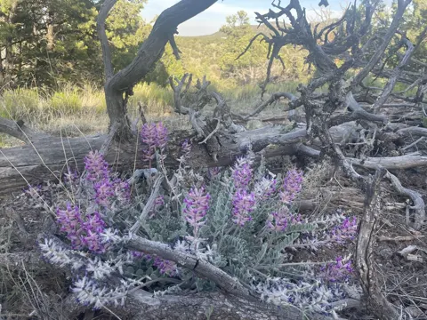 Woolly Locoweed