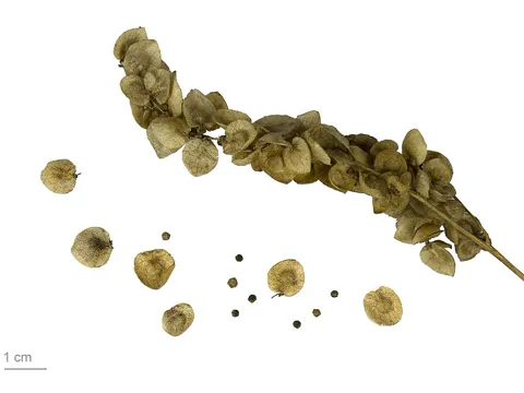 Garten-Melde (Atriplex hortensis)