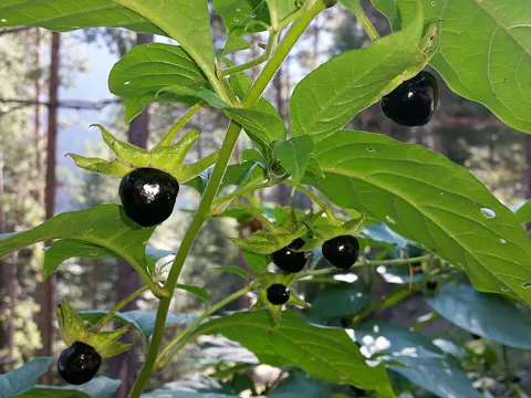 Tollkirsche (Atropa belladonna)