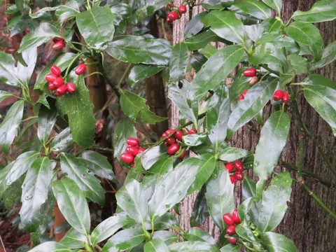 Aukube (Aucuba japonica)