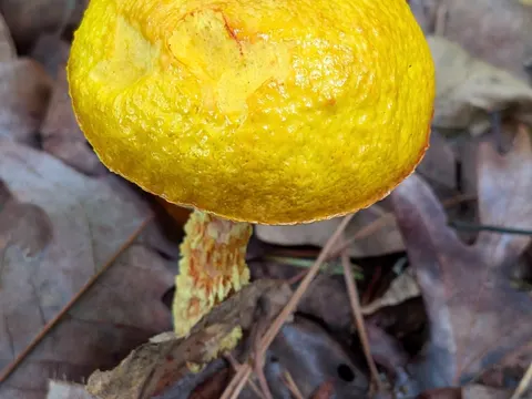 Aureoboletus betula