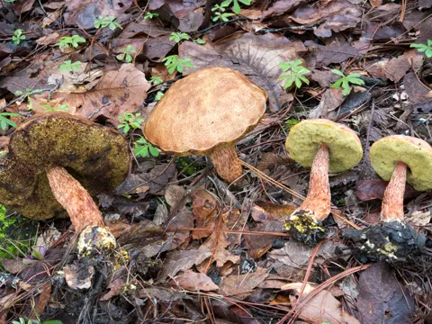 Aureoboletus russellii (Aureoboletus russellii)
