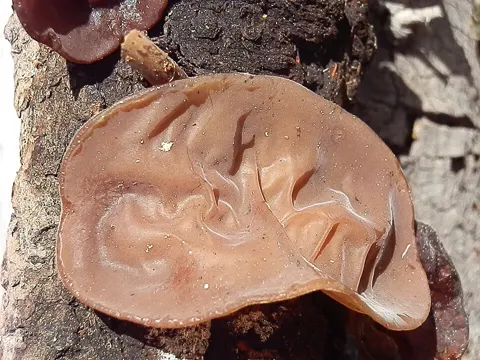 Auricularia americana