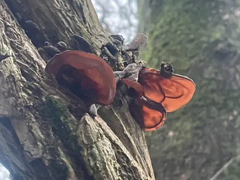 Jelly Ear Fungus