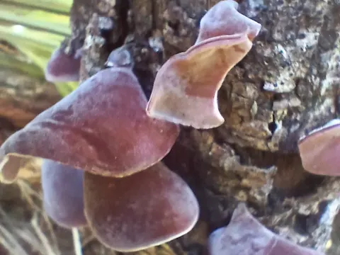 Wood Ear Fungus (Auricularia cornea)