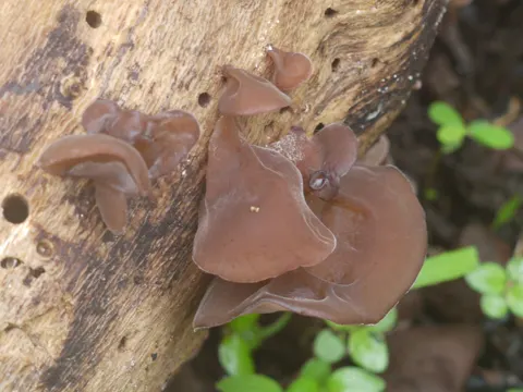 Wolkenohren-Pilz (Auricularia heimuer)