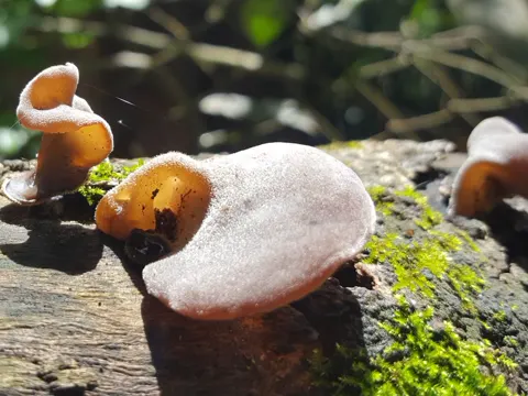 Ohrlappenpilz