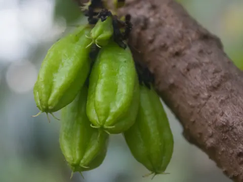Bilimbi (Averrhoa bilimbi)