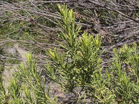 Baccharis (Baccharis linearis)