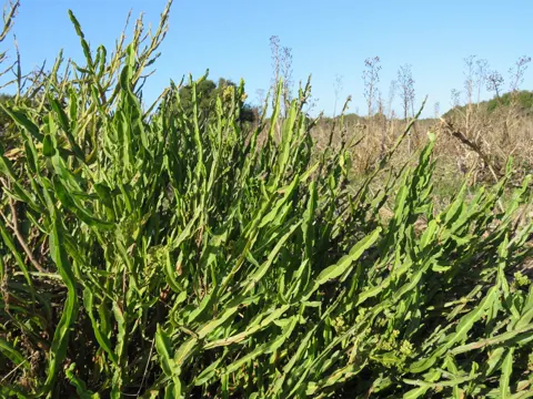 Baccharis trimera (Baccharis trimera)