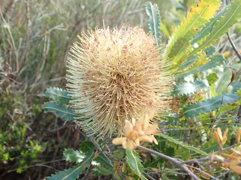 Wallum Banksia