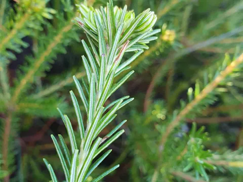 Banksia ericifolia (Banksia ericifolia)