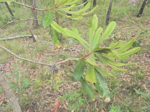 Banksia integrifolia