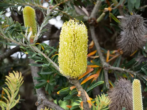 Silber-Banksia (Banksia marginata)