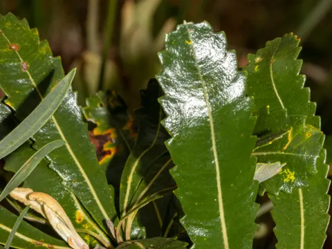Banksia serrata (Banksia serrata)