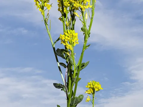 Echte Winterkresse