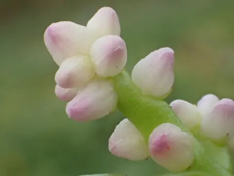 Malabar-Spinat (Basella alba)