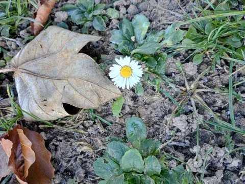 Daisy
