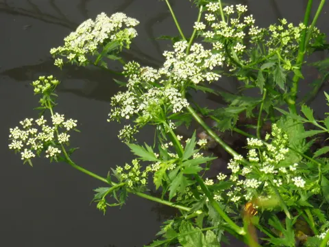 Kleiner Merk (Berula erecta)