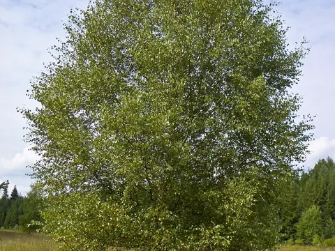 Moorbirke