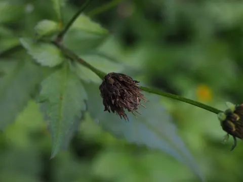 Klebsame (Bidens pilosa)