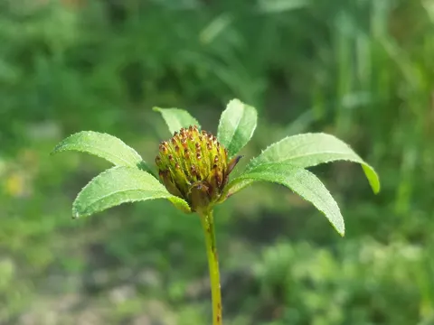 Dreiteiliger Zweizahn (Bidens tripartita)