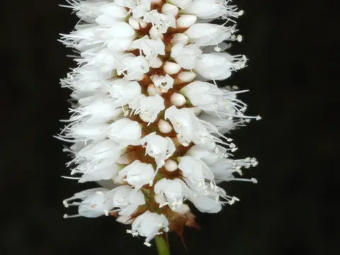 Wiesenknöterich