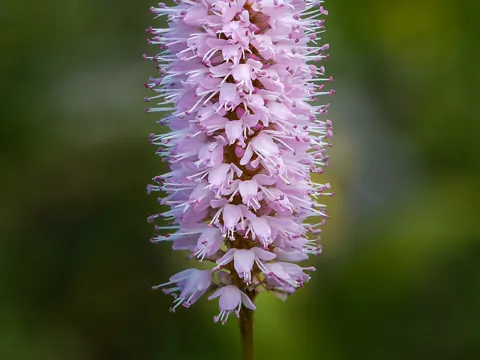 Schlangen-Knöterich (Bistorta officinalis)