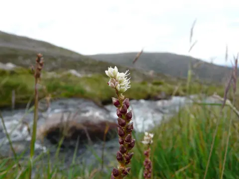 Alpine Bistorta