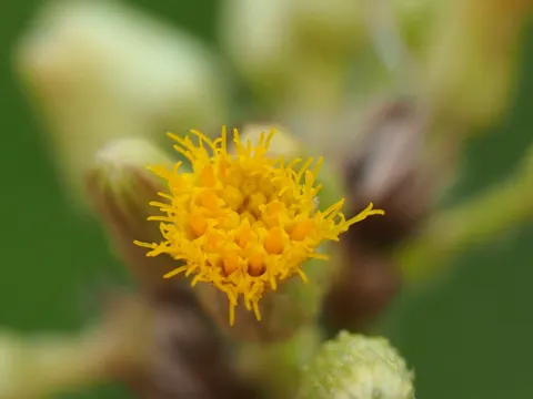 Samtblatt (Blumea balsamifera)