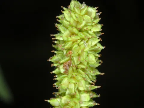 smallspike false nettle (Boehmeria cylindrica)