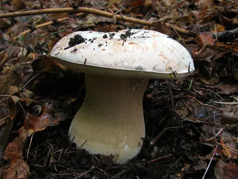 Flockenstieliger Hexen-Röhrling (Boletus barrowsii)