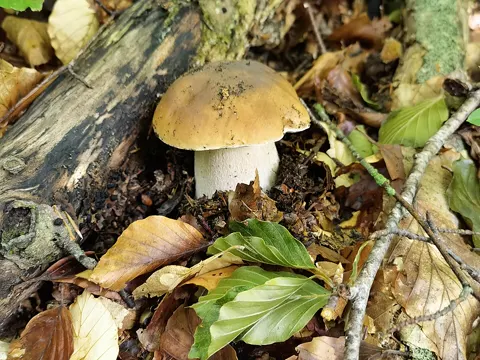 Porcini/Cep