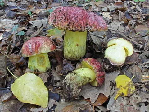 Königsröhrling (Boletus regius)