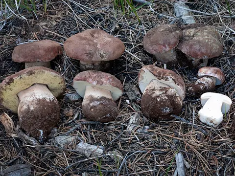 King Bolete (Spring) (Boletus rex-veris)