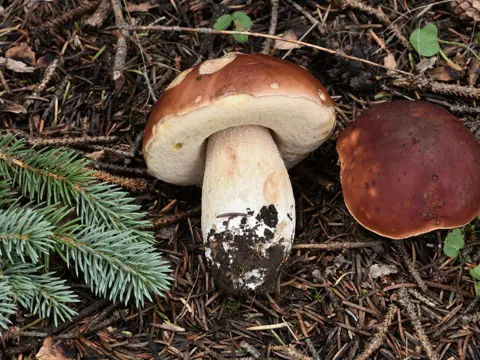 Boletus rubriceps