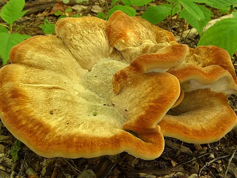 Bondarzewia berkeleyi
