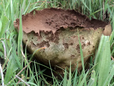 Mosaic Puffball