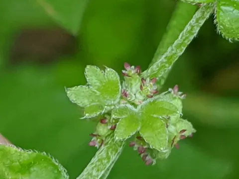 Bowlesia incana (Bowlesia incana)