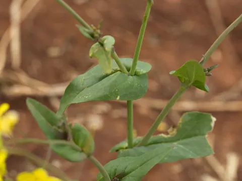 Rübsen (Brassica rapa)