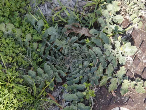 Sahara-Senf (Brassica tournefortii)