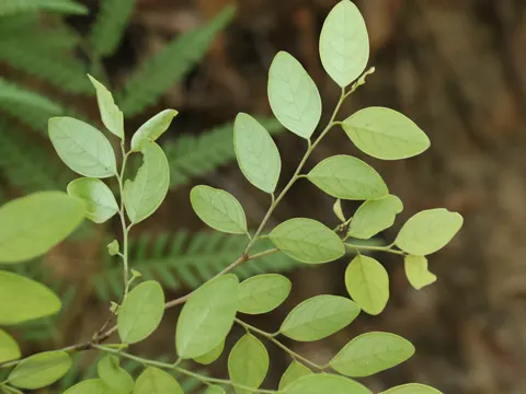 Breynia oblongifolia (Breynia oblongifolia)