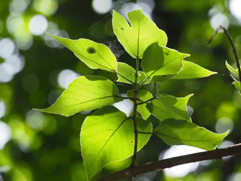 Papiermaulbeerbaum