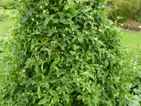 Rotbeerige Zaunrübe (Bryonia dioica)