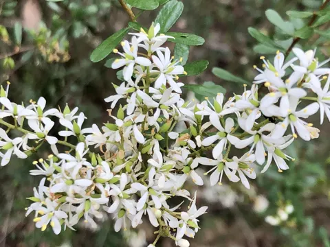Bursaria spinosa (Bursaria spinosa)