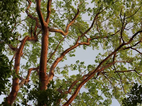 Gummilimbo (Bursera simaruba)