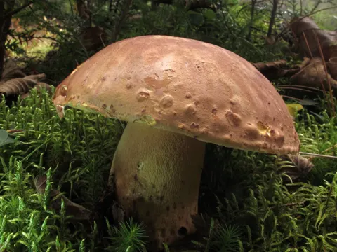 Brauner Butterröhrling (Butyriboletus brunneus)