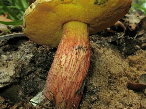 Butyriboletus floridanus (Butyriboletus floridanus)