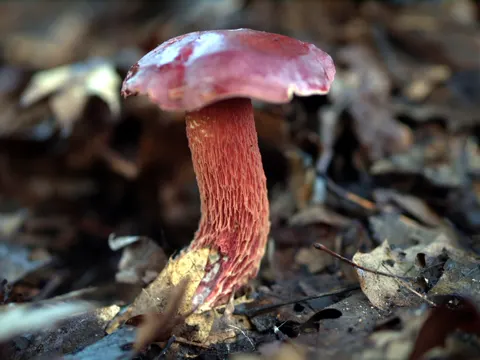 Butyriboletus frostii (Butyriboletus frostii)